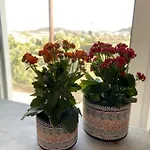 Oliva